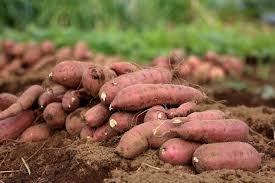 Sweet Potatoes Image